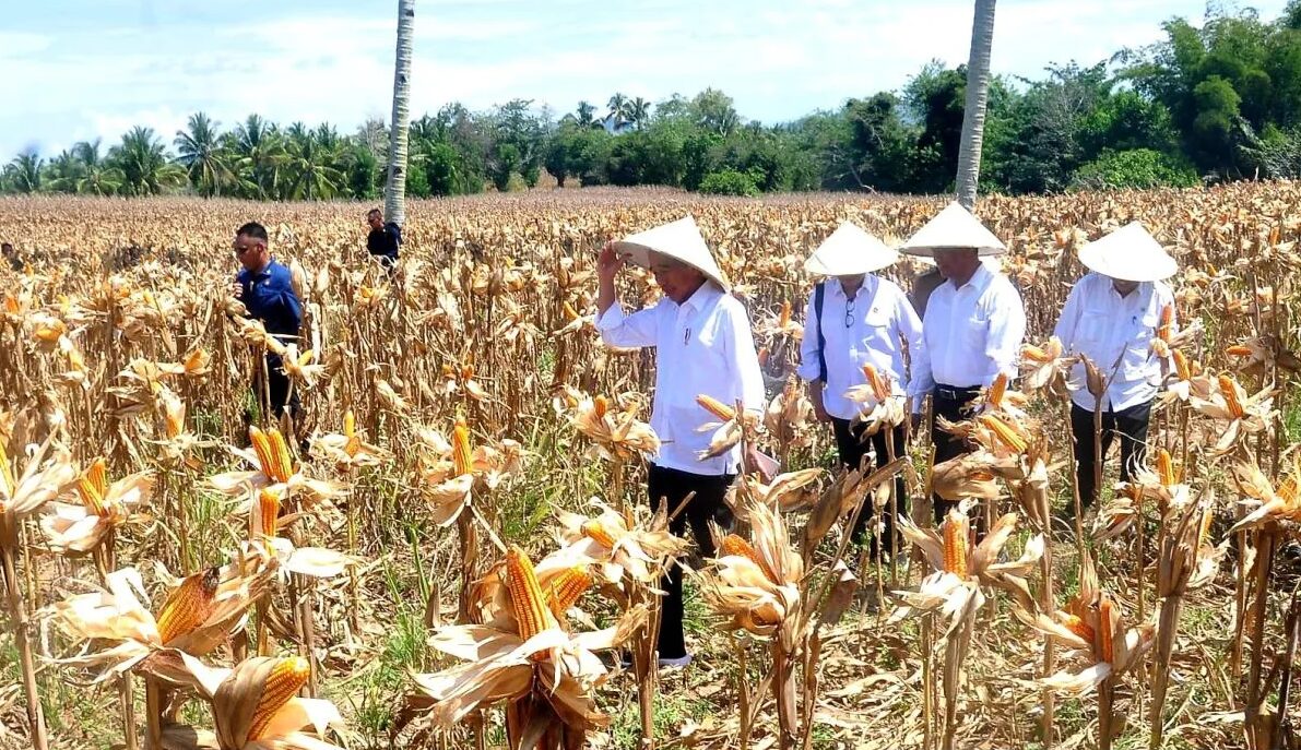 Joko Widodo (Jokowi) Presiden Republik Indonesia melakukan panen jagung di Desa Kotaraja Kecamatan Dulupi, Kabupaten Boalemo, Provinsi Gorontalo, Senin (22/4/2024). Foto: Antara