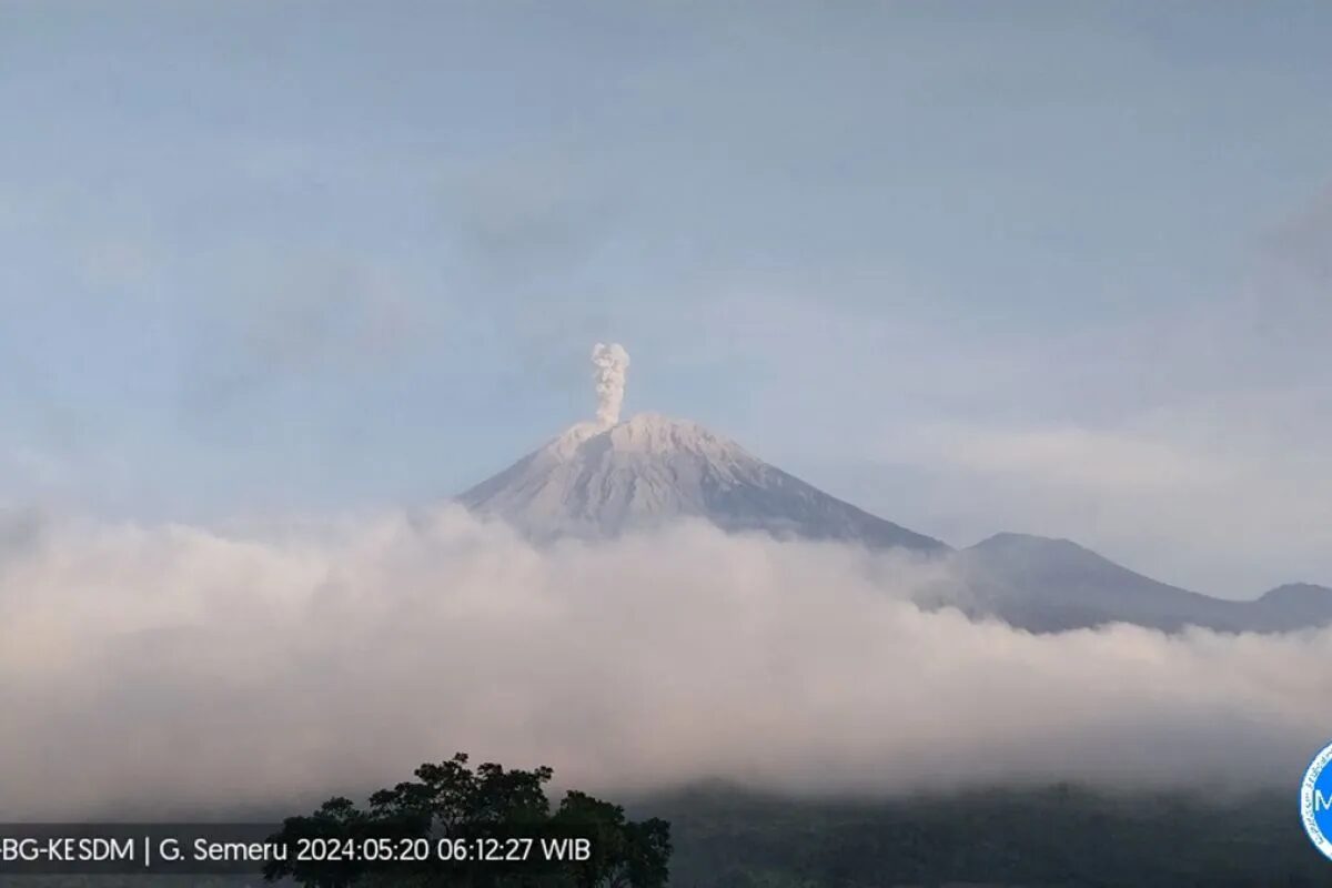 Gunung Semeru erupsi dengan letusan abu vulkanik setinggi 800 meter di atas puncak pada Senin (20/5/2024). Foto: Antara