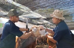 Tes Kesehatan Hewan Kurban yang Akan Disembelih di RPH Surabaya