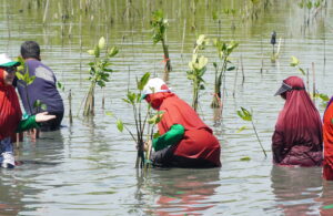 Milad ke-9 OWOJ Tanam Ribuan Pohon Mangrove