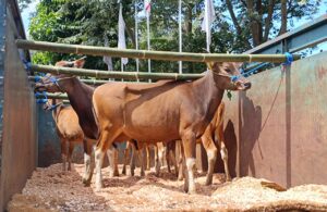 Hasil Revitalisasi Genetik Sapi Bali dengan Banteng Jawa