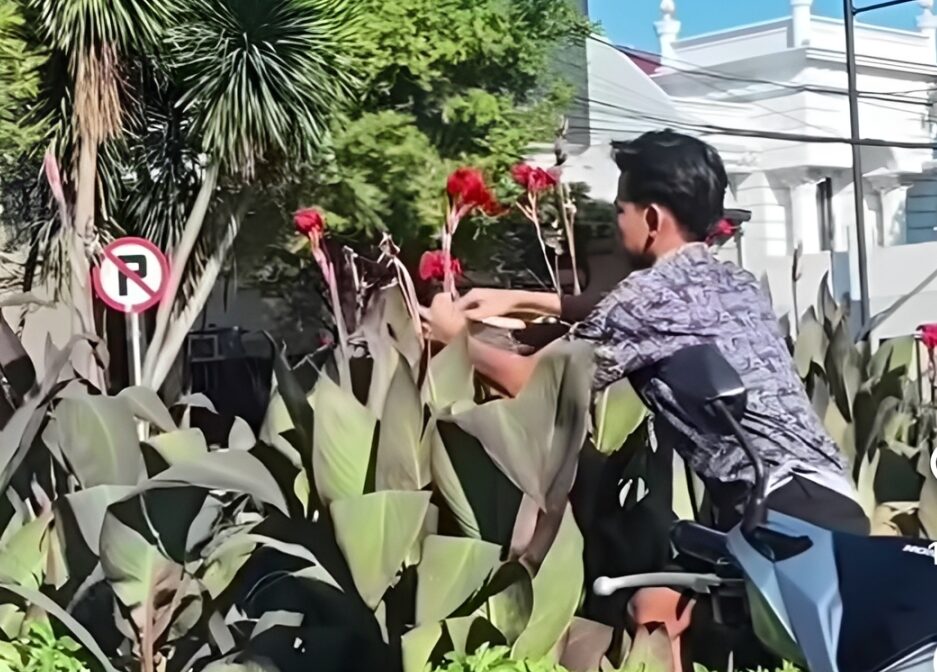 GASAK BUNGA JALUR HIJAU, PEMUDA SURABAYA NYARIS DIGARONG DENDA Rp5 JUTA!