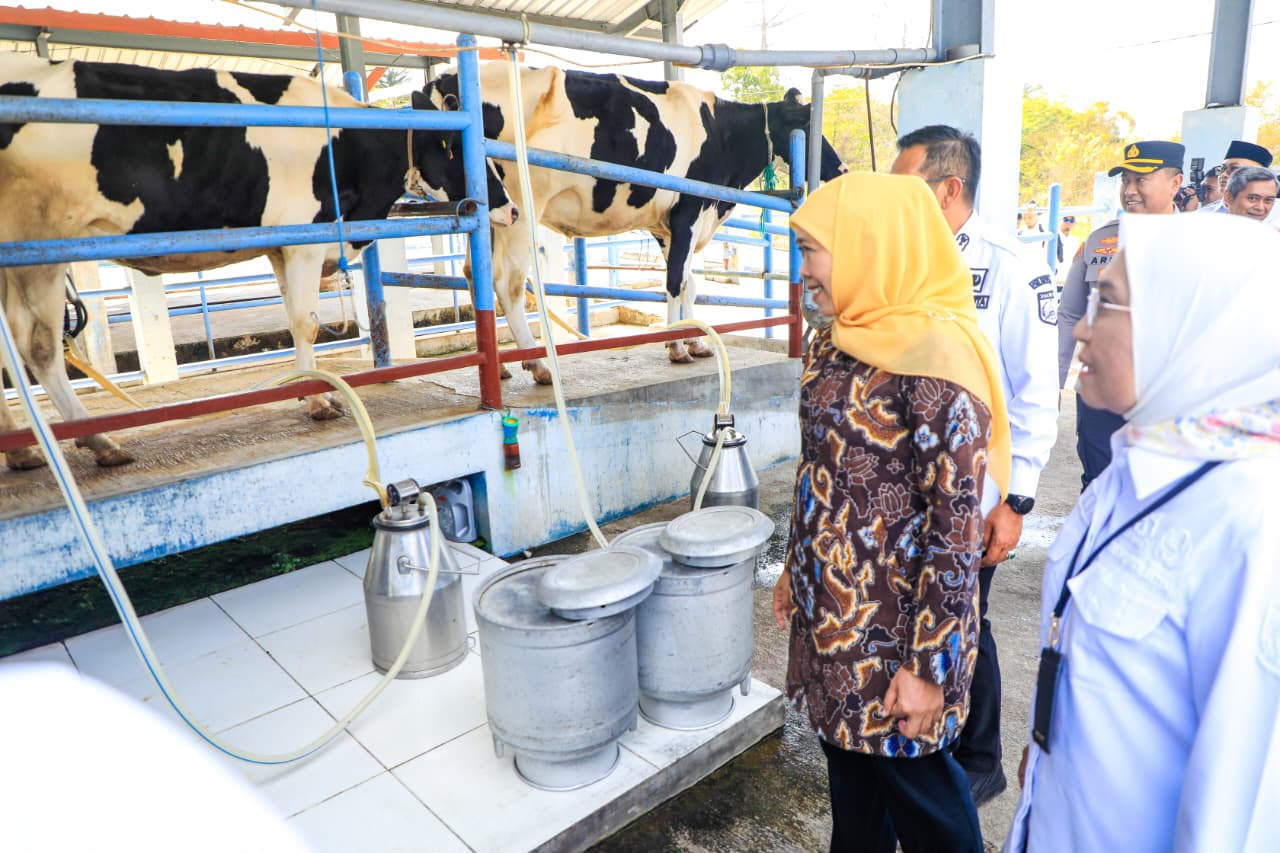 Pemprov Jatim Bidik UPT Sapi Perah Batu Tingkatkan Ternak jadi 200 Ekor