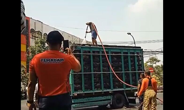 4,5 Ton Ayam Hampir Mati karena Kepanasan, Sopir Truk Minta Bantuan Damkar Surabaya