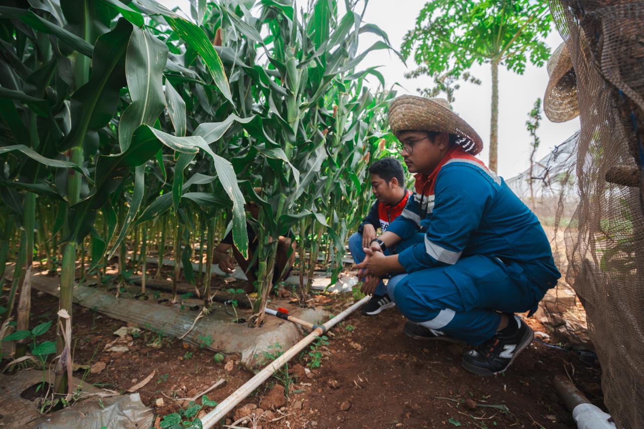 Inovasi Pertamina di Tuban, Limbah Pertanian Diolah Jadi Produk Bernilai Ekonomi